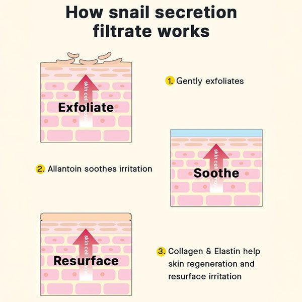 Diagram showing how snail secretion filtrate exfoliates, soothes, and resurfaces skin.